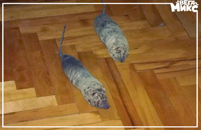 Эти забавные животные